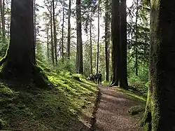 Benmore forest