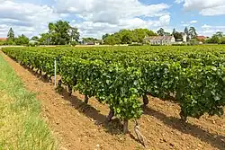 Vineyard with the village in the background