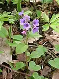 Plant of Pulmonaria officinalis