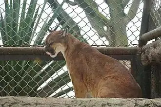 Cougar