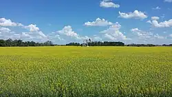 Pumpjack in a canola field in the RM of Moose Creek