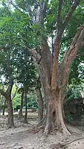 Pterocarpus indicus in Calauit Island