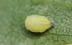 Pupa