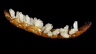 Paracodrus apterogynus pupae inside the remains of a click beetle larva.