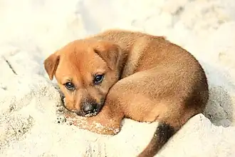 Image 25A little mongrel puppy on the shore, on Halong Bay (from Puppy)