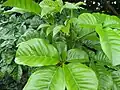 The lush palmate leaves of a young pūriri