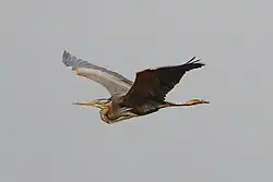Purple heron, Albufera Natural Park, Palma de Mallorca