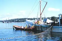 Purse seining for Atlantic herring