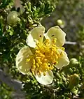 P. stansburiana, Red Rock Canyon, Nevada