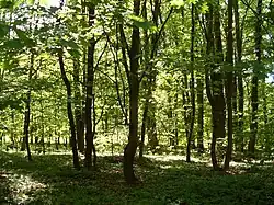 Mścięcino Park in the Wkrzanska Forest, a part near a border between Szczecin and Police