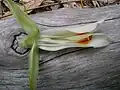 Flower dissection