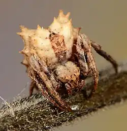juvenile