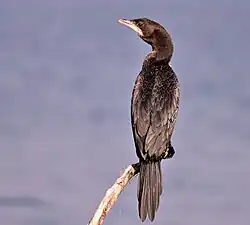 Pygmy cormorant in the Sea of Galilee