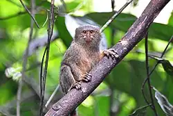 Brown monkey