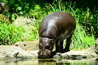 Pygmy hippo'