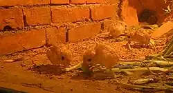 Brown jerboas
