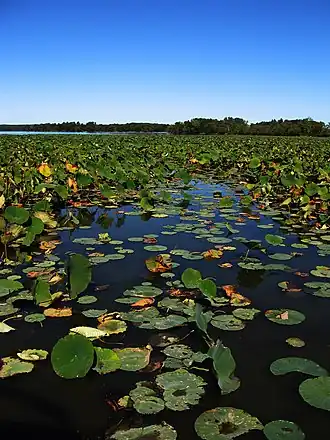 Lake with lily pads