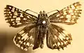 Pinned male