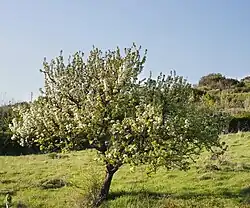 Growth form