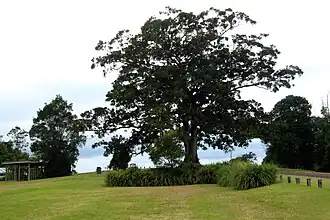 Gus Beutel lookout, 2016