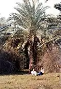 Two people enjoying nature in Qatif, 1978.
