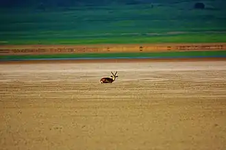 Ajinohur