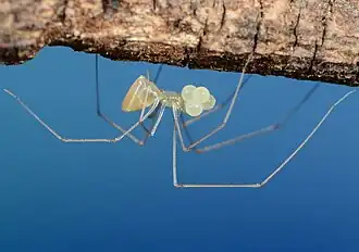 Q. entabeni