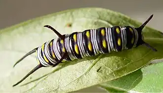 Caterpillar with black stripes