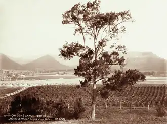 Maize and Wheat Crops, Emu Vale, circa 1899