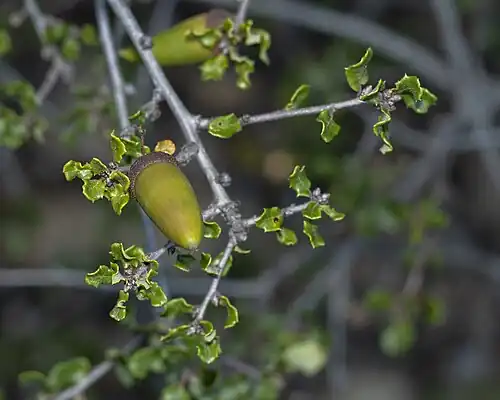 A maturing acorn with twigs and foliage