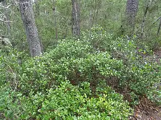 Quercus myrtifolia growing as a shrub