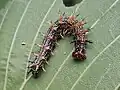 Larva