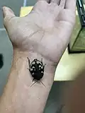 Question mark cockroach