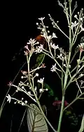 Inflorescence
