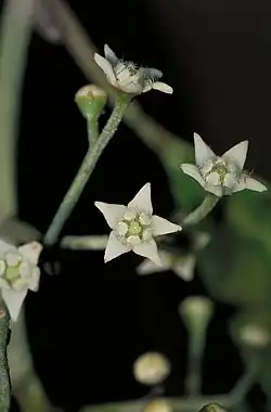 Close-up of four white star-shaped flowers
