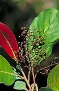 Fruit and foliage