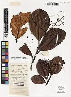 Herbarium specimen