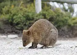 Brown quokka