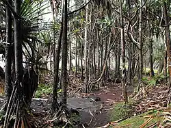 In Réunion