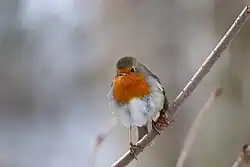 European robin, Häckeberga Castle, Scania