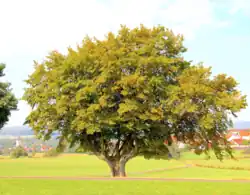 The "Blitzbaum" in Rückers (lightning-damaged tree)