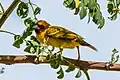 male, Oman