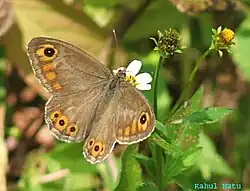 Lasiommata schakra