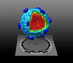 The RNA-packaged procapsid (protein shell) of Pseudomonas virus phi6