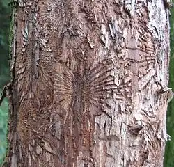 Beetle feeding galleries on wych elm trunk