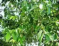 'Homestead' foliage