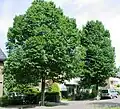 Mature trees, Spelderslaan, Wassenaar, The Netherlands