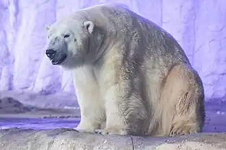 Polar bear at the São Paulo Aquarium.