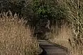 Image of the reeds at RSPB Fowlmere.