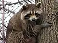 Procyon lotor